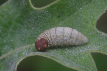 Sleepy Duskywing Caterpillar